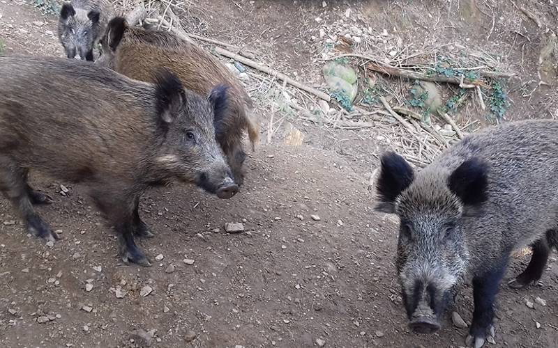 Incidenten met wilde zwijnen in Barcelona dalen met 70 procent in twee jaar