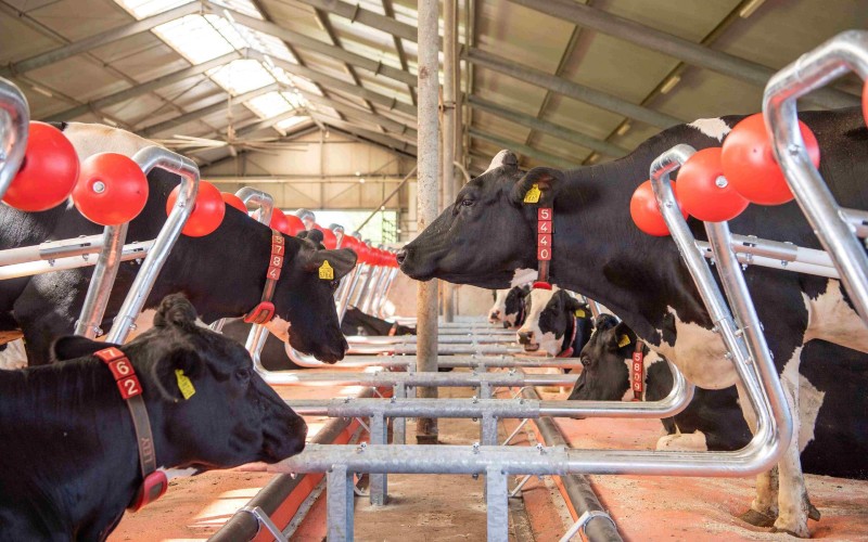 Nederlandse ‘Dreamstall’ ligboxen voor melkkoeien zijn nu beschikbaar in Spanje