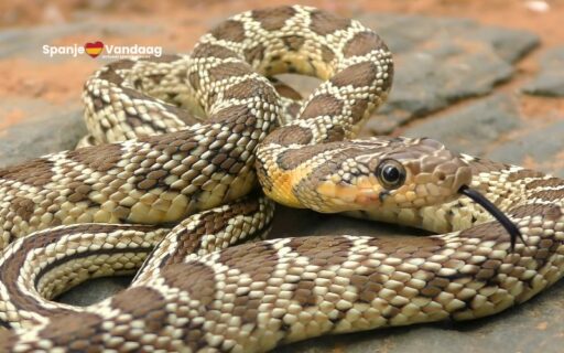 Groeiende bezorgdheid over toenemende grootte en verspreiding van slangen op Ibiza