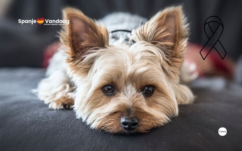 Vrouw in Alicante smijt haar honden van balkon uit frustratie over het uitlaten