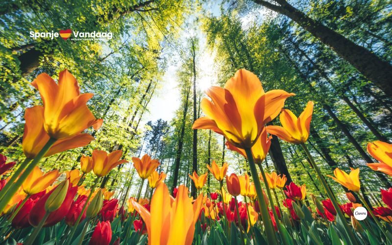 De grootste bossen in Spanje om de Internationale Dag van het Bos te vieren