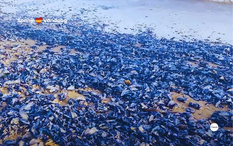 Miljoenen mysterieuze blauwe wezens overspoelen sommige stranden van de Costa Blanca