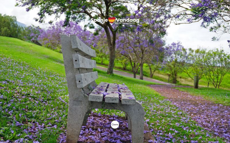 Jacaranda’s kleuren Spanje paars, maar plakkerige bloemen zorgen voor overlast