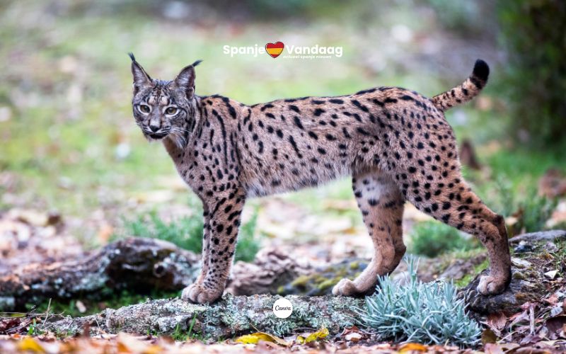 Iberische Lynx bereikt recordaantal van 2401 exemplaren in 2024