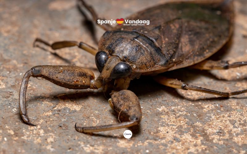 Krijgt Spanje ook te maken met de grote waterinsecten met pijnlijke beet in de Middellandse Zee?