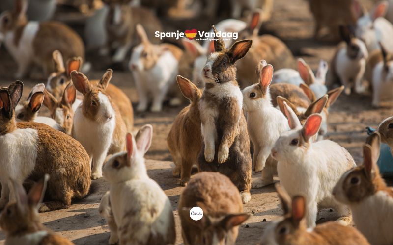 via canva.com