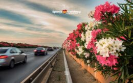 Waarom zijn er vaak oleanders in de middenberm te zien op Spaanse snelwegen?