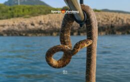 Britse toeristen schrikken van zwemmende slangen bij Ibiza