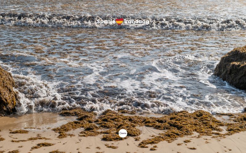 Aziatische algenplaag teistert Spaanse stranden