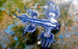 Strand op Canarisch Eiland gesloten na vondst giftige blauwe draken