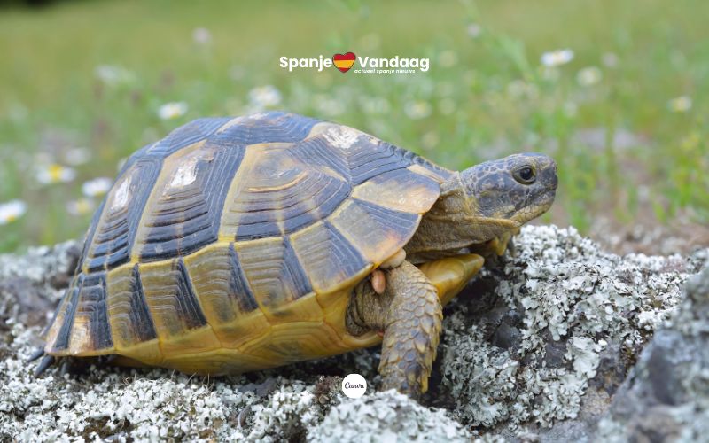 Murcia wil unieke Europese landschildpad redden met miljoenenplan