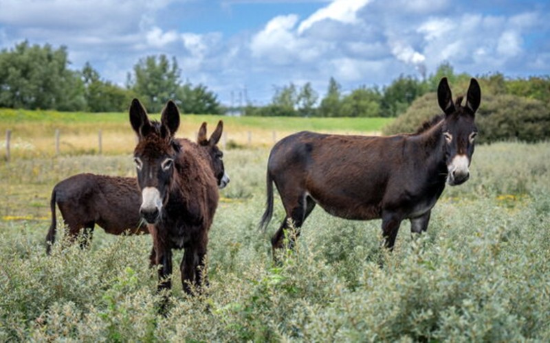 Spaanse ezels houden gras kort in Rotterdamse haven