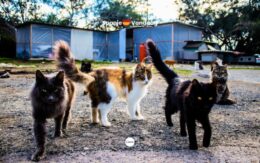 Spaanse dierenwet beschermt zwerfkatten in kattenkolonies met strengere regels