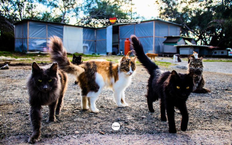 Spaanse dierenwet beschermt zwerfkatten in kattenkolonies met strengere regels