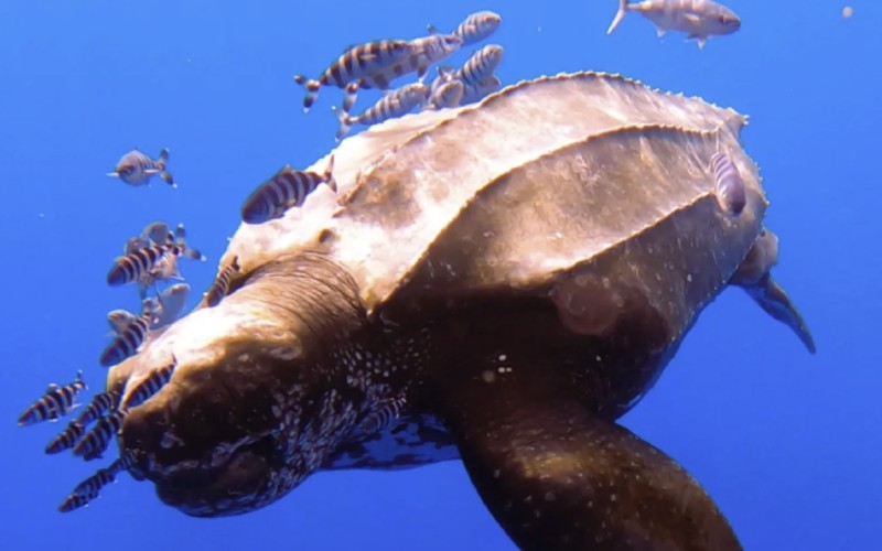 Grootste schildpad ter wereld gespot voor de kust van Tenerife