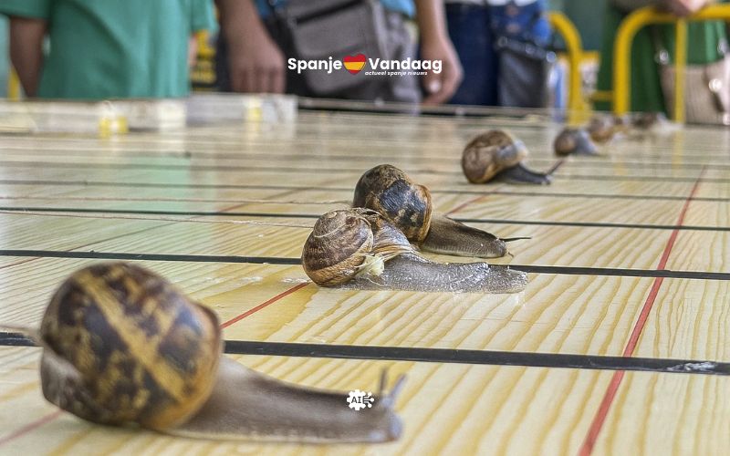Slak ‘Anguino’ wint slakkenrace in La Rioja