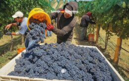 Randstad zoekt 2.000 seizoenarbeiders voor druivenoogst 2025 in Spanje