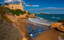 Costa Dorada voorlopig gespaard van giftige “blauwe draak” aan de kust