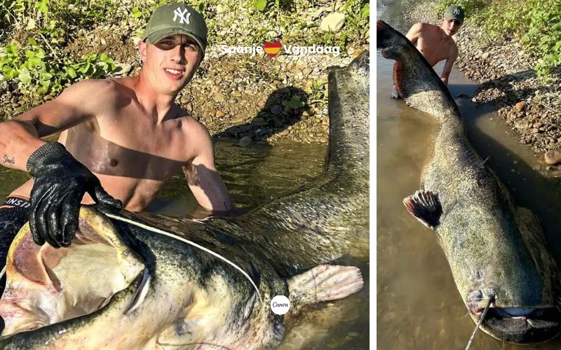 Monsterlijke vis van bijna 2,5 meter en 100 kilo gevangen in de Ebro-rivier