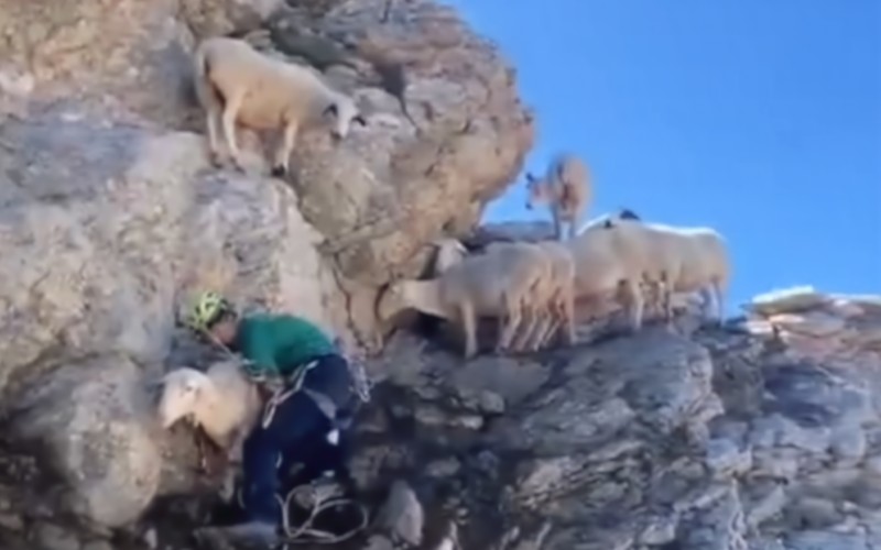 Spaanse politie haalt kudde vastzittende schapen van bergwand in de Pyreneeën