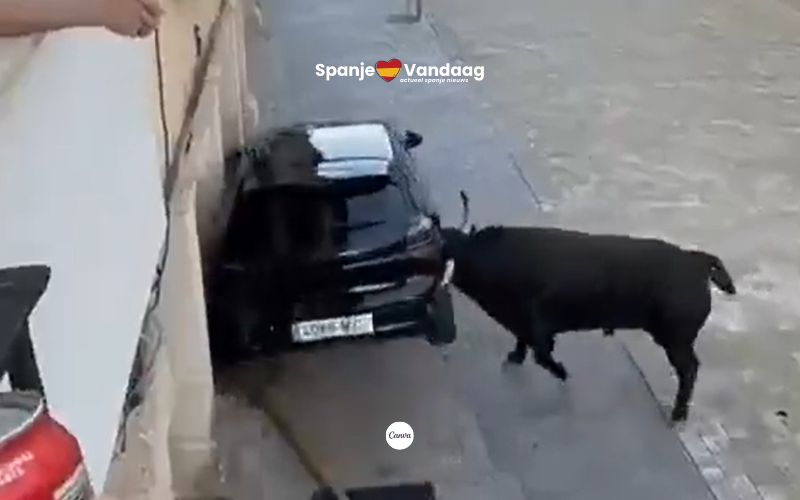 Video van twee stieren die auto vernielen tijdens dorpsfeest in Spanje