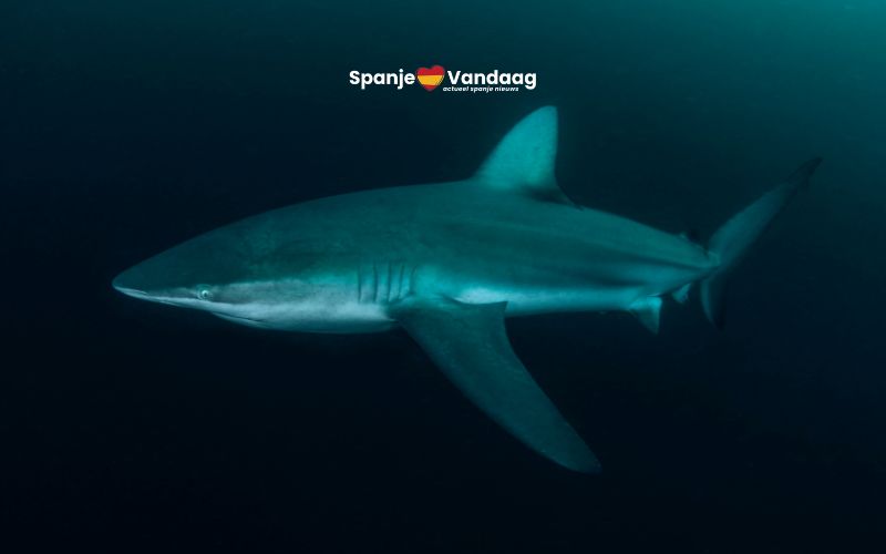 Zeldzame haaiaanval van een ‘ongevaarlijke’ soort in de Middellandse Zee