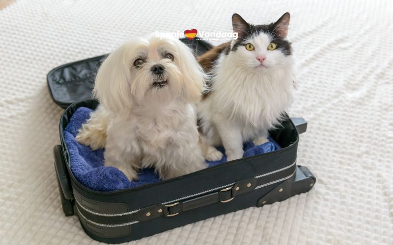 Europese rechter oordeelt dat huisdieren tellen als bagage tijdens vliegreis