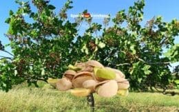 Pistachenoten zijn goed voor 200.000 banen in Spanje