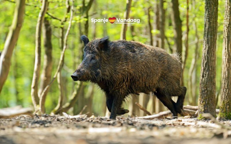 Spaanse jager klimt in boom om te ontsnappen aan woest wild zwijn