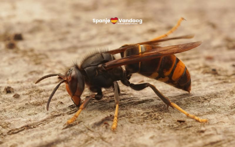 Nieuwe gids moet invasie van Aziatische hoornaar stoppen in Spanje