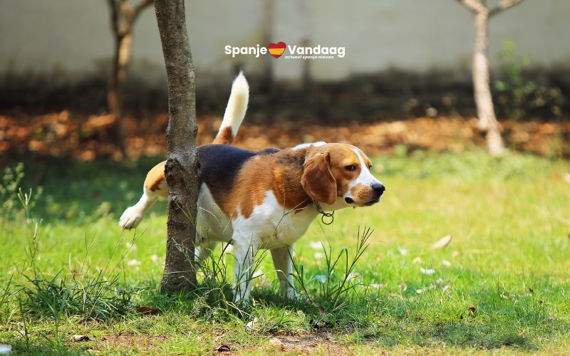 Honden in de stad Reus mogen niet meer tegen bomen plassen