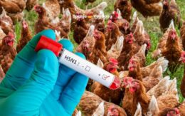 Spanje verplicht al het pluimvee binnen te blijven door toenemende vogelgriep