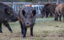 Eerste gevallen van Afrikaanse varkenspest in Spanje sinds 1994 bevestigd