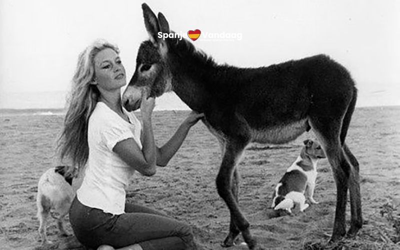 Brigitte Bardot verraste Torremolinos door haar ezel mee te nemen naar het hotel