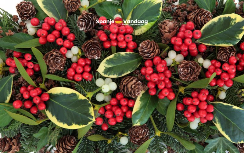 Boetes tot 100.000 euro bij gebruik van beschermde planten als kerstdecoratie in Spanje