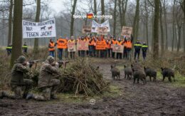 Helpt de jacht echt tegen de Afrikaanse varkenspest in Spanje?