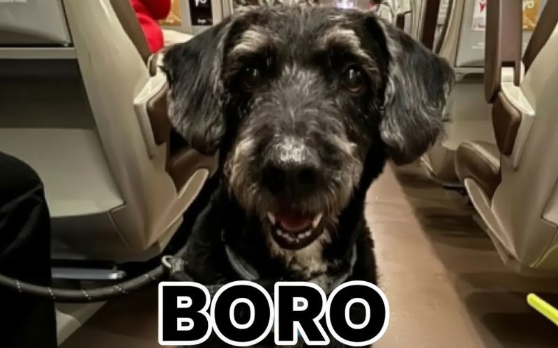 Dierenpartij krijgt toestemming om hond Boro te redden na treinongeluk in Andalusië (UPDATE2)