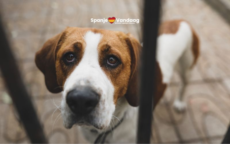 Januari is in Spanje de trieste maand van dierenverwaarlozing