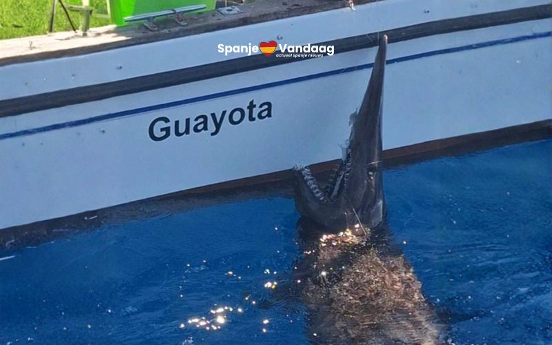Zeldzame koboldhaai voor het eerst levend gezien bij de Canarische Eilanden