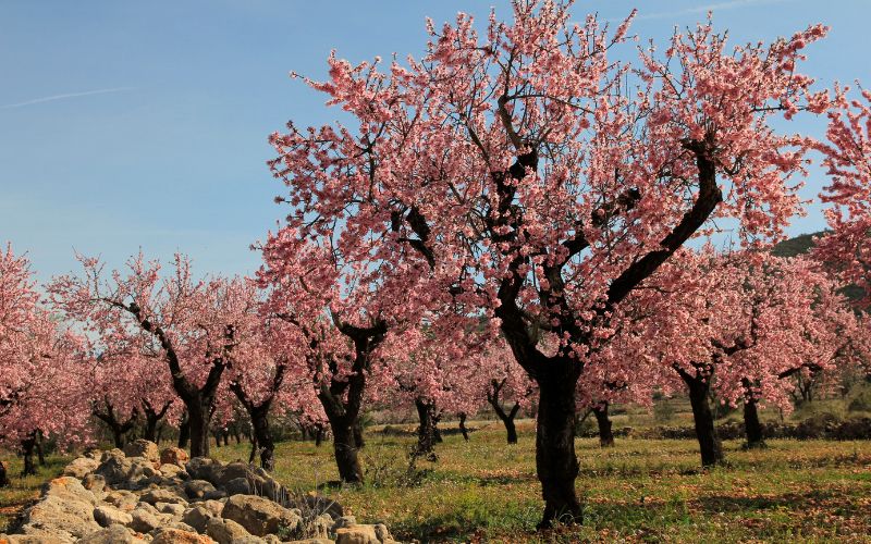 Dit is de beste tijd om de amandel- en perzikbloesem in Spanje te bewonderen