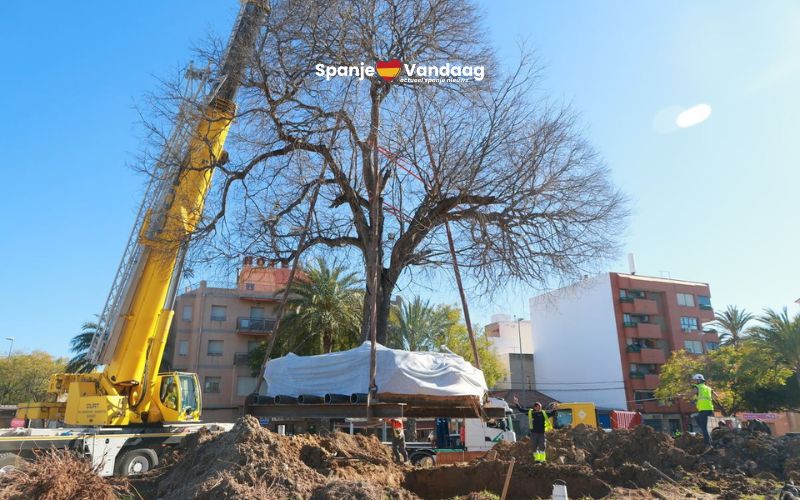 Grote geliefde boom in Alicante 30 meter verplaatst in plaats van gekapt