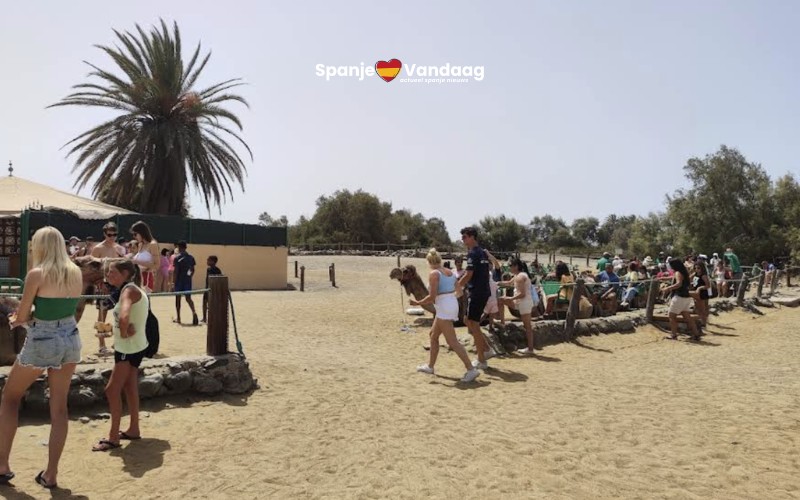 90-jarige Nederlander slaat overvallers af met wandelstok bij kamelensafari Maspalomas