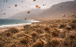 Zwerm sprinkhanen bereikt Lanzarote door Calima en harde Saharawind