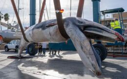 Jonge walvis van negen meter dood gevonden voor de kust van Valencia