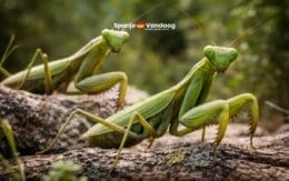 Grote Aziatische bidsprinkhanen duiken op in Spanje en dat is alarmerend