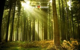 Internationale Dag van het Bos: ontdek de grootste bossen in Spanje