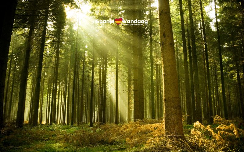 Internationale Dag van het Bos: ontdek de grootste bossen in Spanje