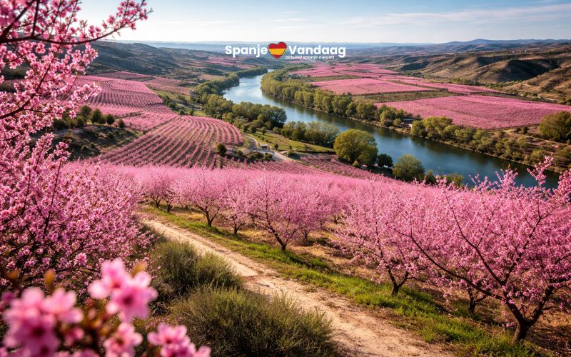 Het ‘Japan van Catalonië’ met duizenden fruitbomen die het landschap roze kleuren bij Lleida