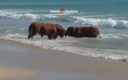 Twee vechtende koeien maken van strand in Cádiz een onverwachte arena