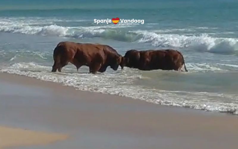 Twee vechtende koeien maken van strand in Cádiz een onverwachte arena